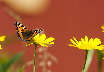 Image showing small tortoiseshell