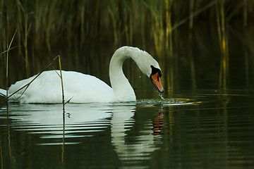 Image showing mute swan