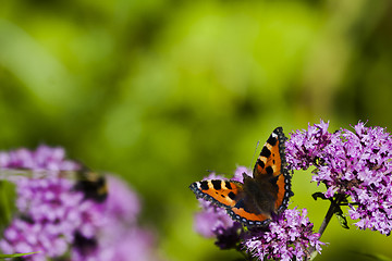 Image showing small tortoiseshell