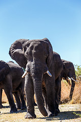 Image showing heard of african elephants