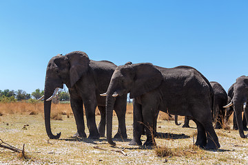 Image showing heard of african elephants