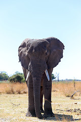 Image showing african elephants