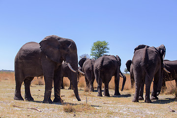 Image showing heard of african elephants