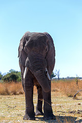 Image showing african elephants