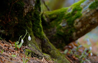 Image showing Snowdrops growing on a forest