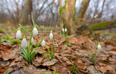 Image showing Snowdrops growing on a forest