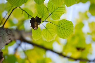 Image showing Leaves