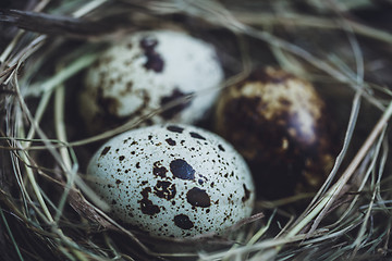 Image showing Quail eggs in the nest