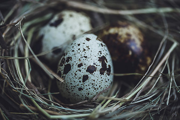 Image showing Quail eggs in the nest