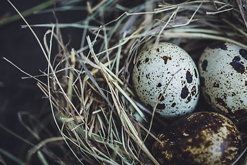 Image showing Quail eggs in the nest