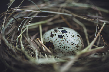 Image showing Quail eggs in the nest