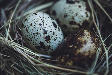 Image showing Quail eggs in the nest