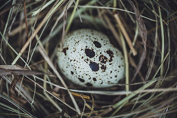 Image showing Quail eggs in the nest