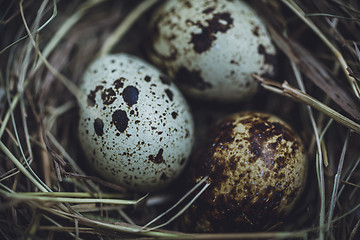 Image showing Quail eggs in the nest