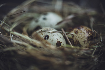 Image showing Quail eggs in the nest