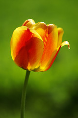 Image showing Tulip