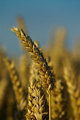 Image showing A wheat-spike