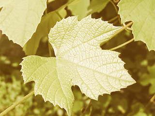 Image showing Retro looking Vine