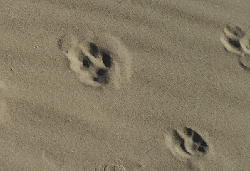 Image showing Dogprints