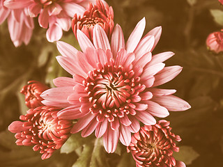 Image showing Retro looking Chrysanthemum picture