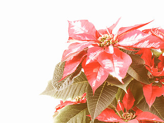 Image showing Retro looking Poinsettia