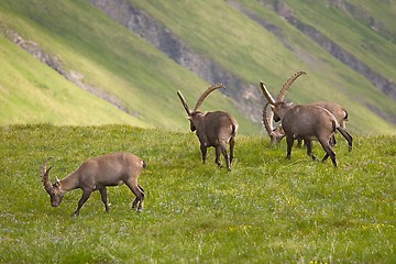 Image showing Alpine Ibex Grazing