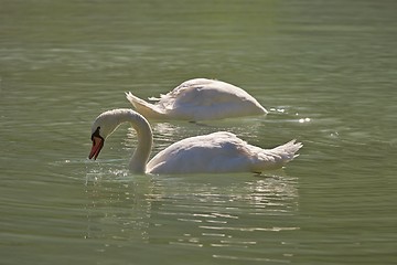 Image showing Swans on a lake