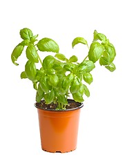 Image showing Basil in pot