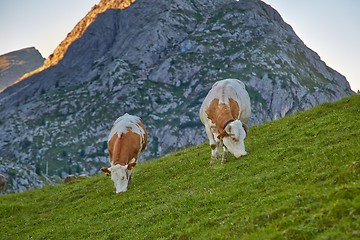 Image showing Cows grazing on the hillside