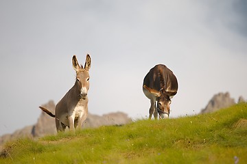 Image showing Two Grazing Donkeys