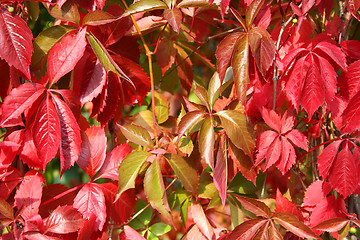 Image showing Red autumn