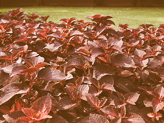 Image showing Retro looking Coleus Nettle plant