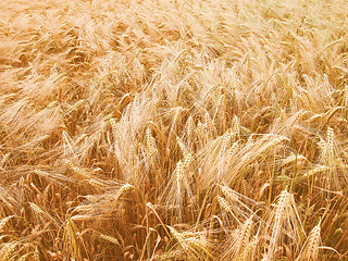 Image showing Retro looking Barleycorn field