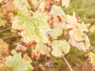 Image showing Retro looking Vitis plant leaf