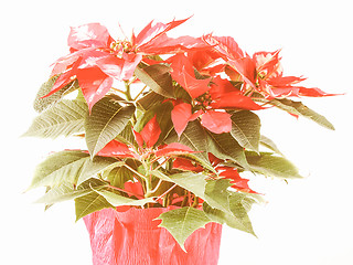 Image showing Retro looking Poinsettia Christmas Star