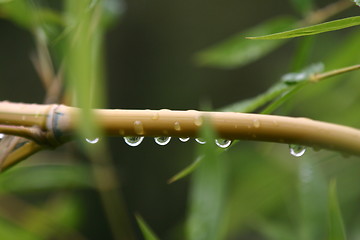 Image showing Bamboo Garden