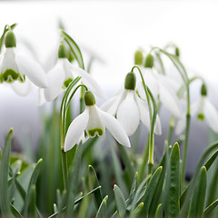 Image showing Snowdrop