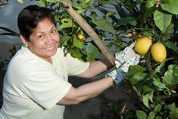 Image showing Picking lemons