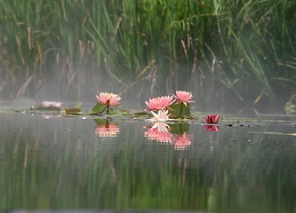 Image showing Water Lily