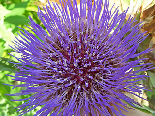 Image showing Artichoke in bloom