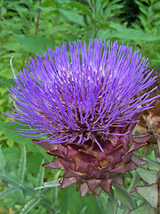 Image showing Artichoke