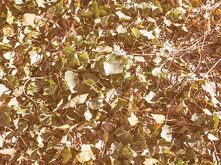 Image showing Retro looking Ivy leaf