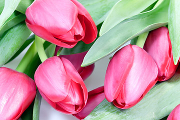 Image showing Red tulips