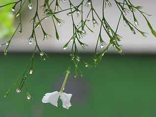 Image showing droplets