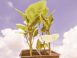 Image showing Retro looking Plug aubergine plant