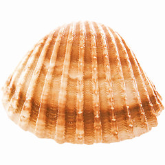 Image showing  Shell picture vintage