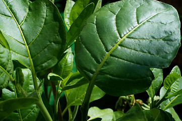 Image showing close  up of Nicotiana rustica leaves