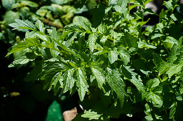 Image showing valerian from above