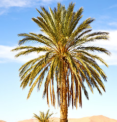 Image showing palm in the  desert oasi morocco sahara africa dune
