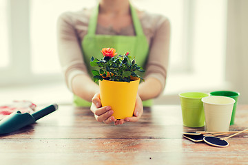 Image showing close up of woman hands holding roses bush in pot